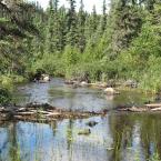 Lineable Rapids under the beaver dam
 / 